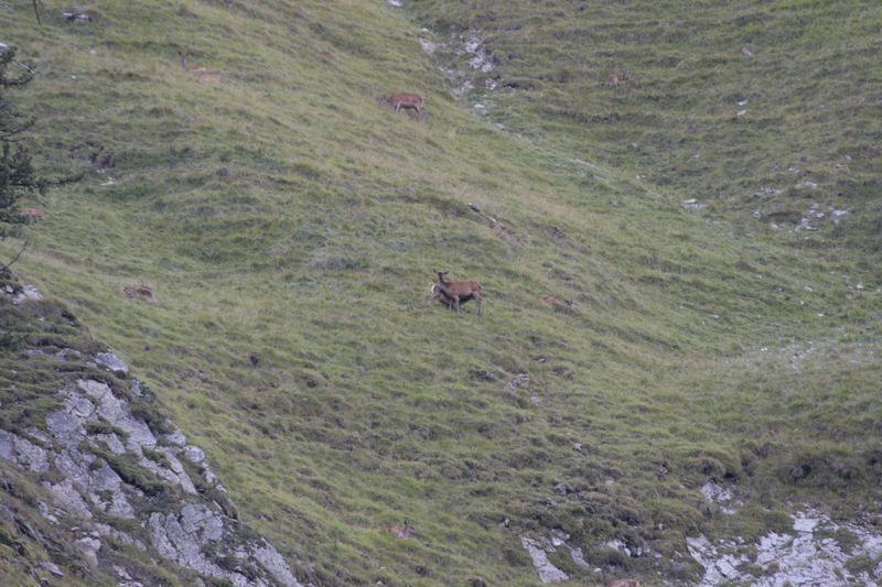 cervi nel parco nazionale svizzero